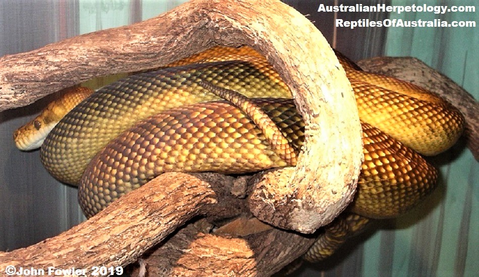 Tanimbar Island Python ("golden" phase) Simalia nauta at the Australian Reptile Park 